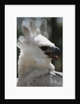 Male Juvenile Harpy Eagle by Anonymous