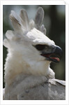 Male Juvenile Harpy Eagle by Anonymous