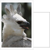Male Juvenile Harpy Eagle by Anonymous