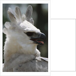 Male Juvenile Harpy Eagle by Anonymous