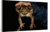 Biologist Holding a Giant Marine Toad by Anonymous
