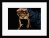 Biologist Holding a Giant Marine Toad by Anonymous