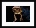 Biologist Holding a Giant Marine Toad by Anonymous