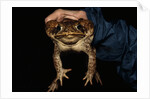 Biologist Holding a Giant Marine Toad by Anonymous