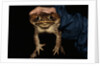 Biologist Holding a Giant Marine Toad by Anonymous