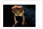 Biologist Holding a Giant Marine Toad by Anonymous