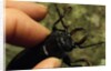 Hand Holding a Giant Stag Beetle by Anonymous