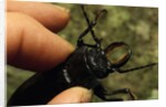 Hand Holding a Giant Stag Beetle by Anonymous