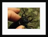 Hand Holding a Giant Stag Beetle by Anonymous