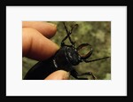 Hand Holding a Giant Stag Beetle by Anonymous