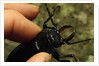 Hand Holding a Giant Stag Beetle by Anonymous