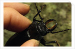 Hand Holding a Giant Stag Beetle by Anonymous