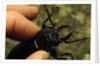 Hand Holding a Giant Stag Beetle by Anonymous