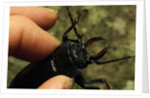 Hand Holding a Giant Stag Beetle by Anonymous