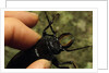 Hand Holding a Giant Stag Beetle by Anonymous