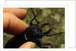 Hand Holding a Giant Stag Beetle by Anonymous