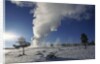 Old Faithful Geyser Erupting in Winter by Anonymous