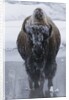 Bison Covered in Frost by Anonymous
