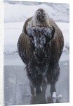 Bison Covered in Frost by Anonymous