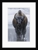 Bison Covered in Frost by Anonymous