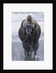 Bison Covered in Frost by Anonymous