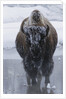 Bison Covered in Frost by Anonymous