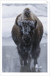 Bison Covered in Frost by Anonymous