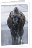 Bison Covered in Frost by Anonymous