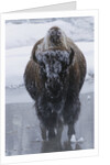 Bison Covered in Frost by Anonymous
