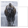 Bison Covered in Frost by Anonymous
