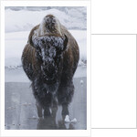 Bison Covered in Frost by Anonymous