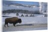 Bison Standing near Geysers in Winter by Anonymous