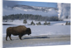 Bison Standing near Geysers in Winter by Anonymous