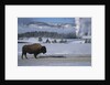 Bison Standing near Geysers in Winter by Anonymous