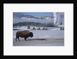 Bison Standing near Geysers in Winter by Anonymous