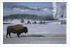 Bison Standing near Geysers in Winter by Anonymous