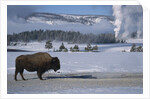 Bison Standing near Geysers in Winter by Anonymous