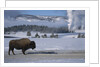 Bison Standing near Geysers in Winter by Anonymous