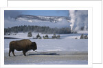 Bison Standing near Geysers in Winter by Anonymous
