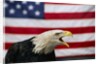 Bald Eagle and American Flag by Corbis