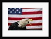 Bald Eagle and American Flag by Corbis