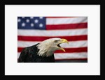 Bald Eagle and American Flag by Corbis