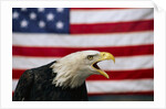 Bald Eagle and American Flag by Corbis