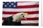 Bald Eagle and American Flag by Corbis