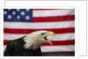 Bald Eagle and American Flag by Corbis