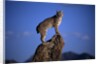 Bobcat Perched atop Rock by Anonymous