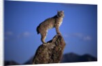 Bobcat Perched atop Rock by Anonymous