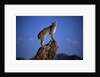 Bobcat Perched atop Rock by Anonymous