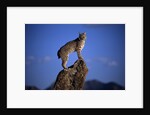 Bobcat Perched atop Rock by Anonymous