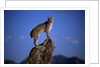 Bobcat Perched atop Rock by Anonymous